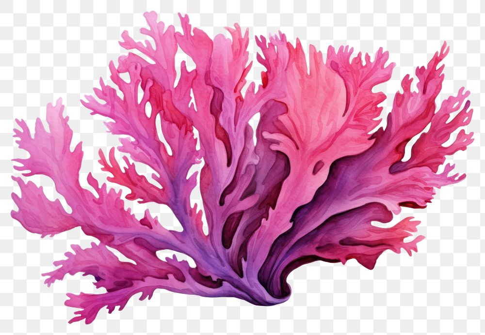 PNG Pink coral undersea outdoors, digital paint illustration AI generated image