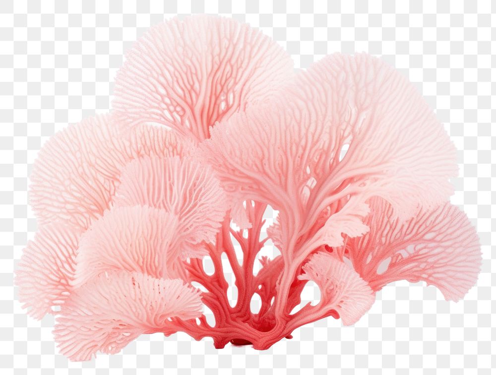 PNG Nature plant underwater jellyfish