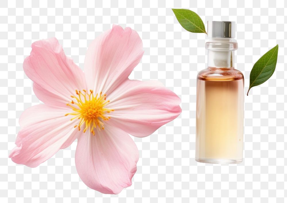 PNG Cosmetics blossom perfume flower. AI generated Image by rawpixel.