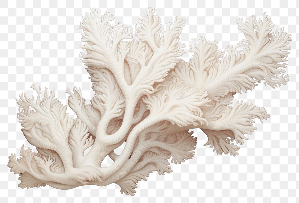 PNG Bleached coral undersea outdoors, digital paint illustration. AI generated image