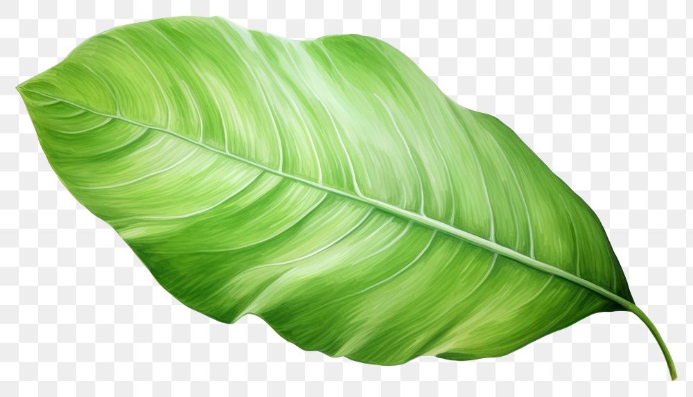 PNG Plant leaf freshness nature. 