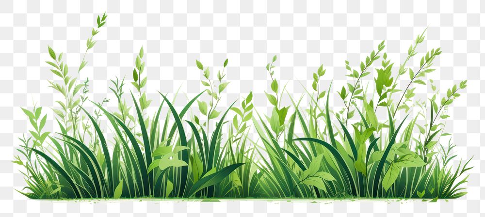 PNG Grass plant green outdoors. AI generated Image by rawpixel.