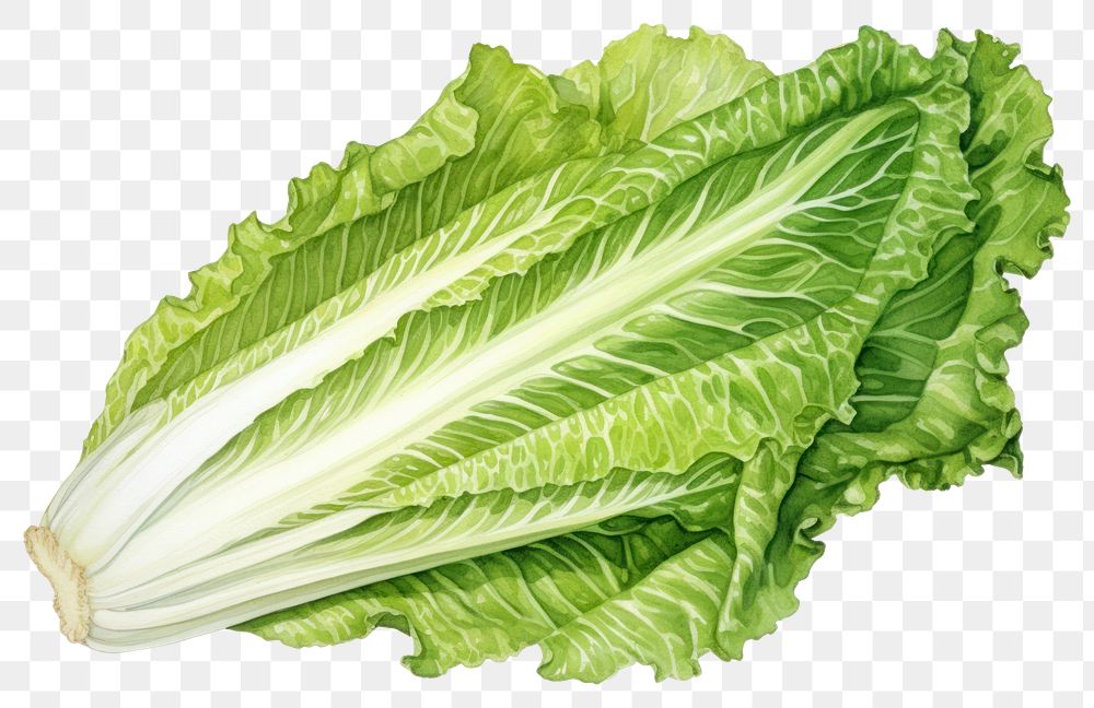 PNG Vegetable lettuce plant food, digital paint illustration. AI generated image