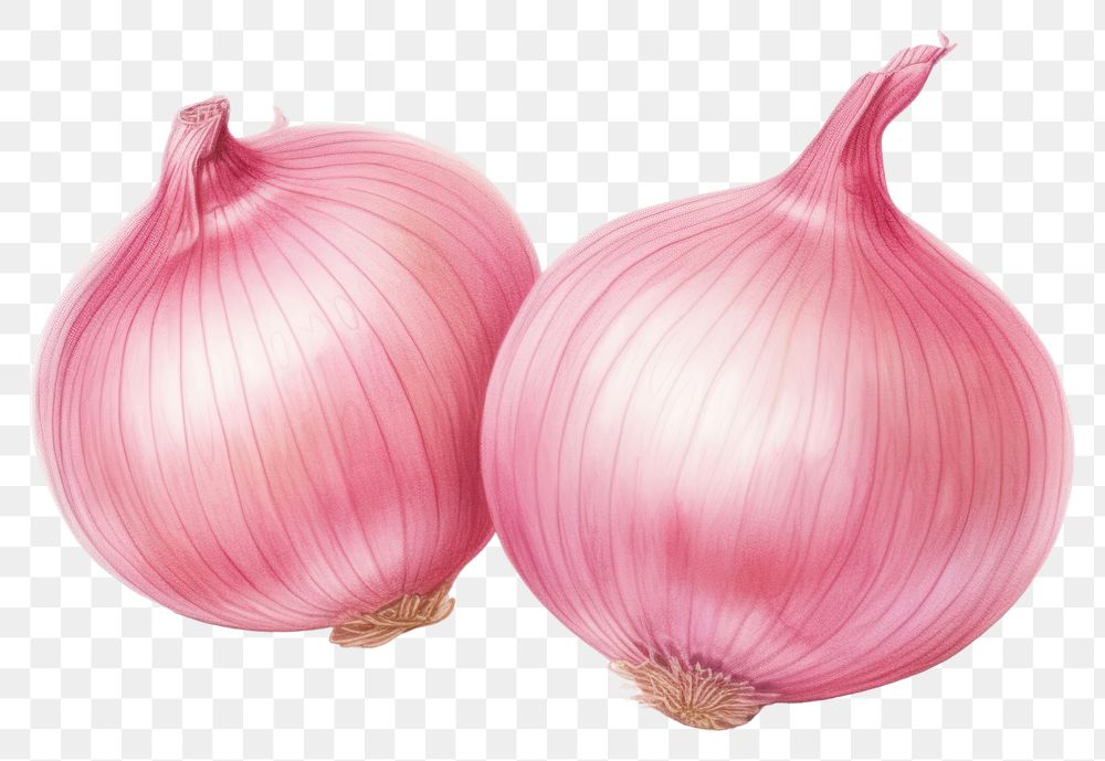 PNG Onion vegetable shallot plant. AI generated Image by rawpixel.