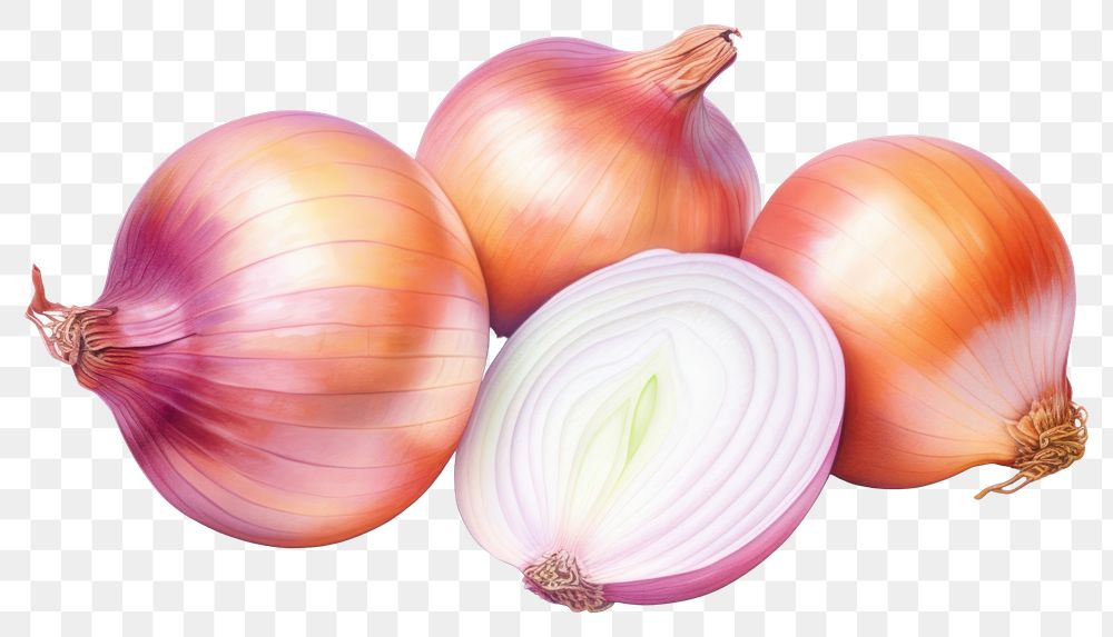 PNG Onion vegetable shallot plant. 