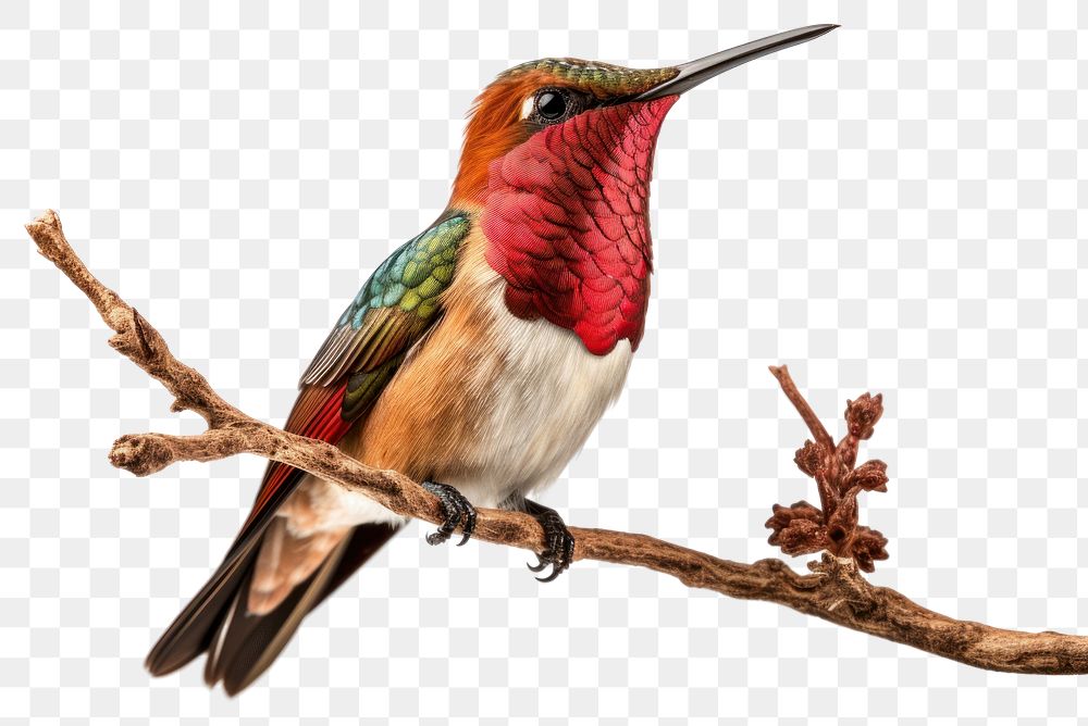 PNG Hummingbird animal nature branch. AI generated Image by rawpixel.