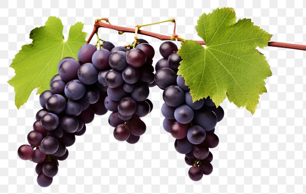 PNG Grapes vine hanging fruit. AI generated Image by rawpixel.