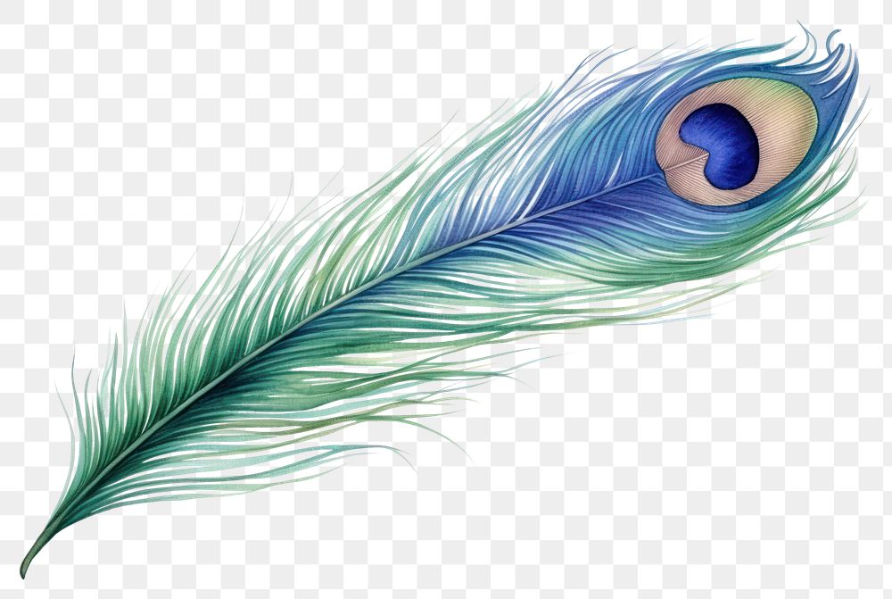 PNG Drawing backgrounds peacock feather. AI generated Image by rawpixel.