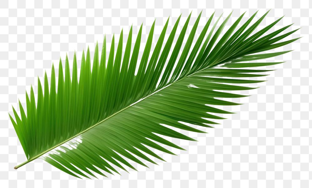PNG Plant green leaf tree. AI generated Image by rawpixel.