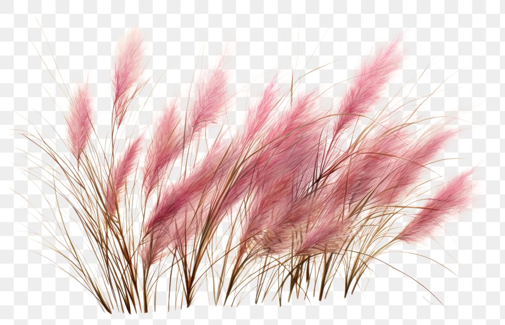 PNG Plant grass fragility lavender. AI generated Image by rawpixel.