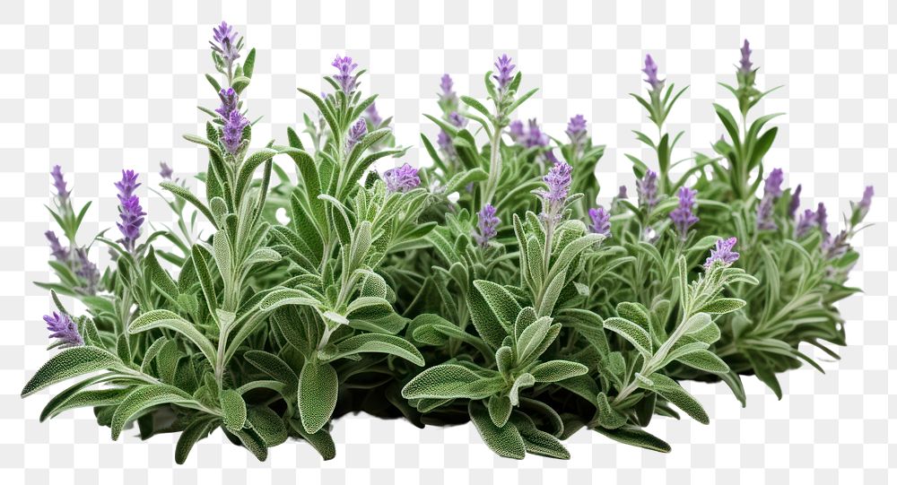 PNG Lavender flower plant agriculture