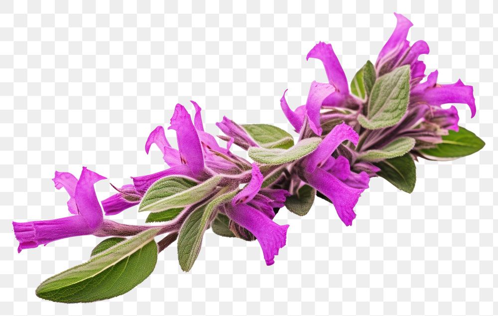 PNG Flower purple petal plant. AI generated Image by rawpixel.