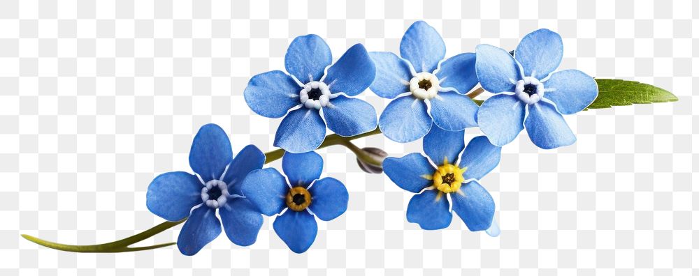 PNG Forget-me-not flower blossom plant petal. 