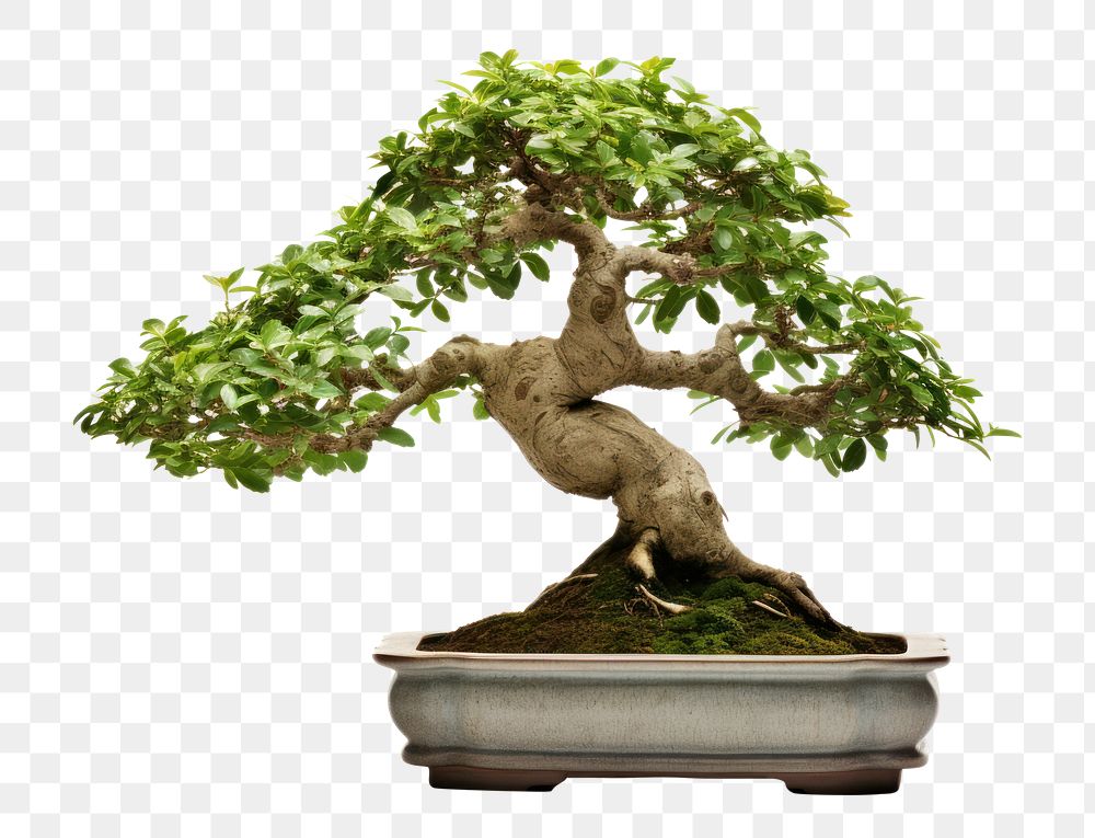 PNG Bonsai plant tree  