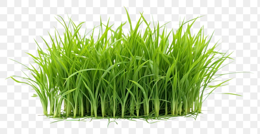 PNG Bermuda Grass grass plant food. 