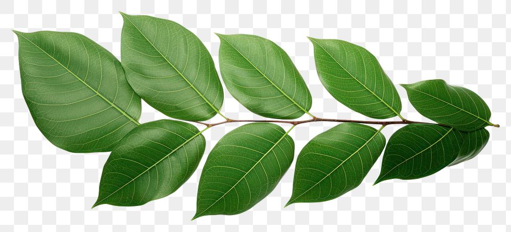 PNG Tree plant green leaf. AI generated Image by rawpixel.