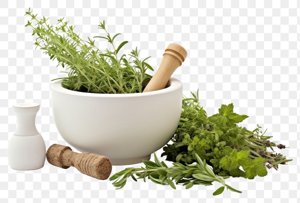 PNG Plant herbs ingredient vegetable