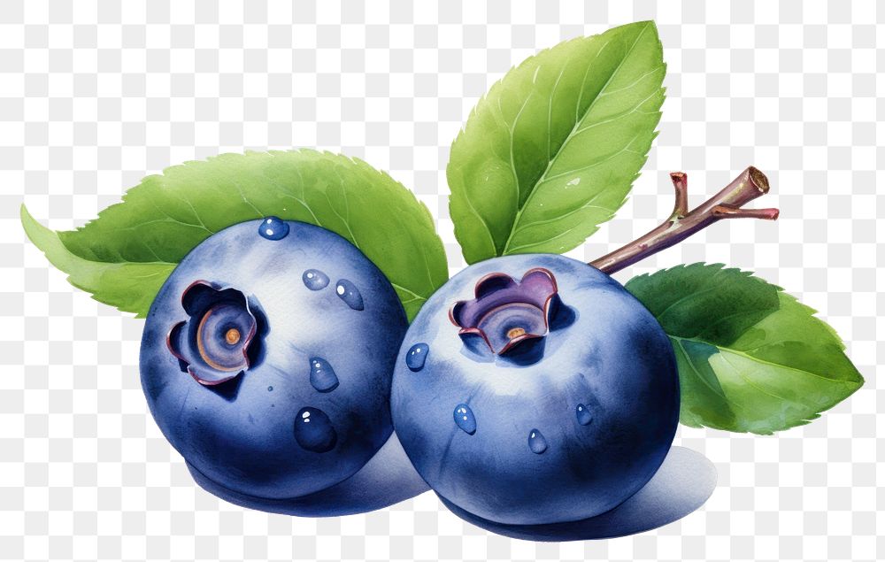 PNG Blueberry fruit plant food. 