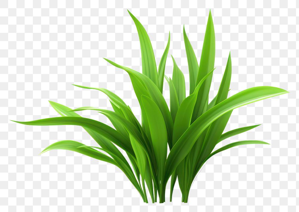 PNG Plant grass green leaf. AI generated Image by rawpixel.