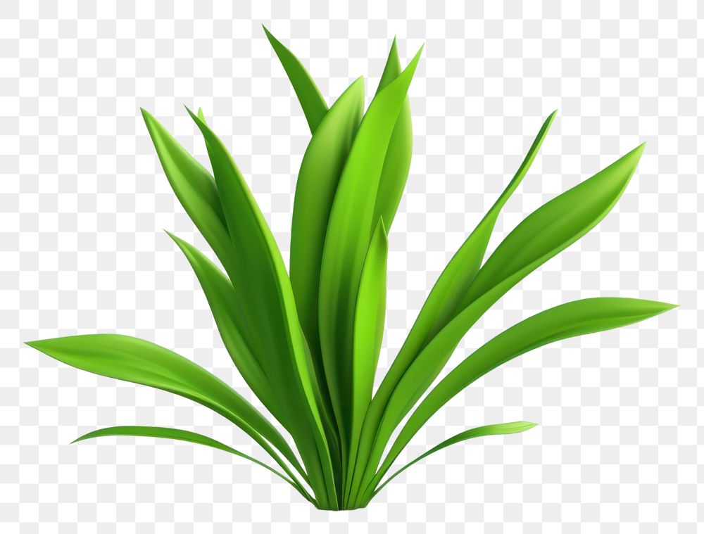 PNG Plant green blossom grass. 