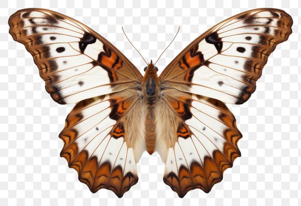 PNG Butterfly animal insect moth. AI generated Image by rawpixel.