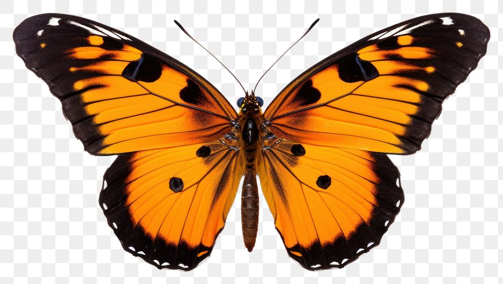 PNG Butterfly animal insect transparent background. AI generated Image by rawpixel.
