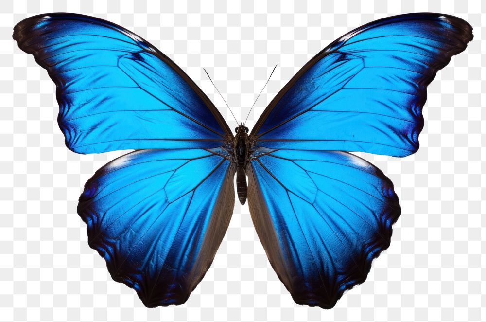 PNG Butterfly animal insect blue. AI generated Image by rawpixel.