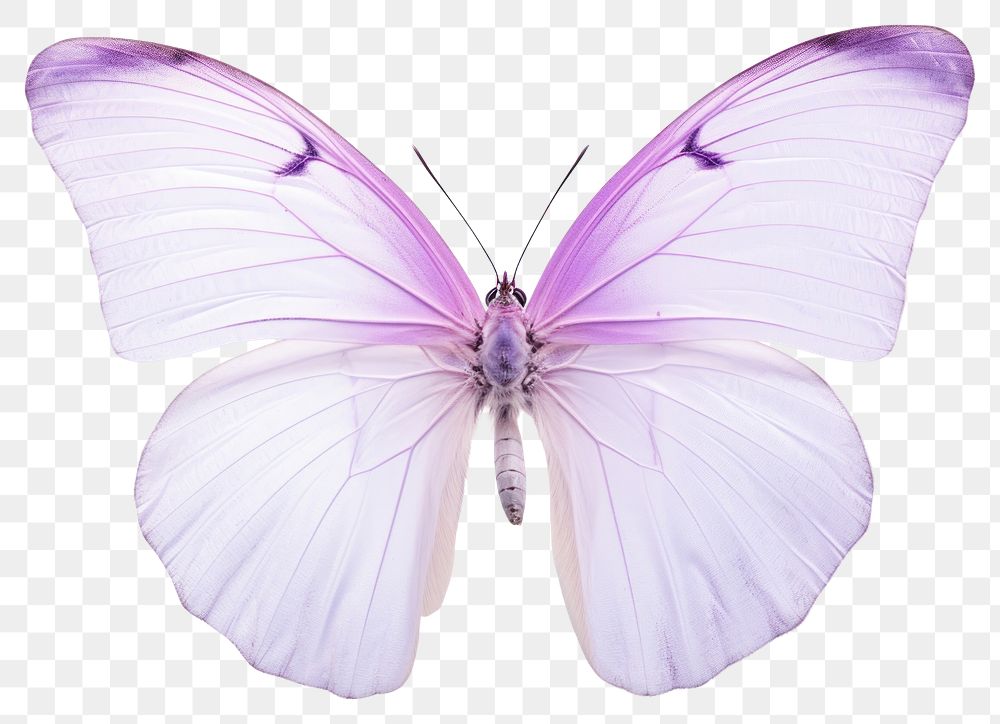 PNG Butterfly animal insect lilac. 