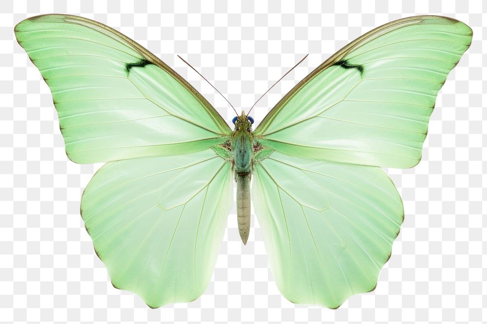 PNG Butterfly animal insect green. AI generated Image by rawpixel.