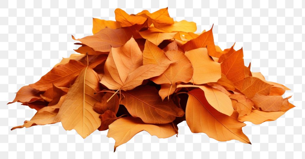 PNG Autumn leaves plant leaf. AI generated Image by rawpixel.