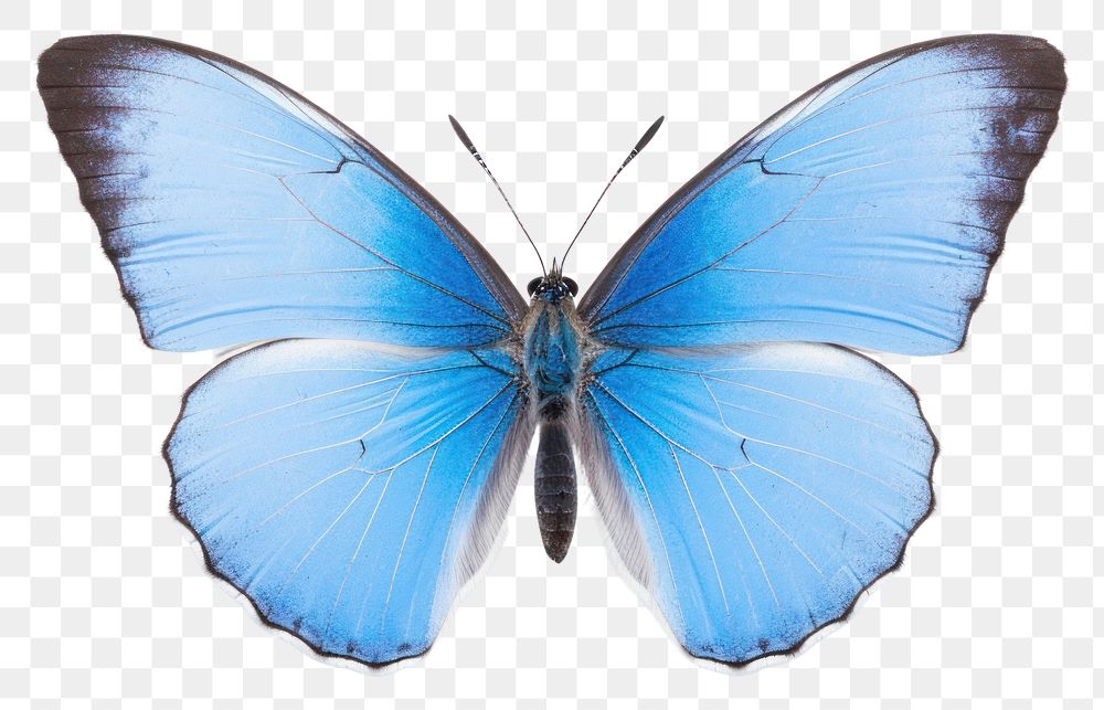 PNG Butterfly animal insect moth. AI generated Image by rawpixel.