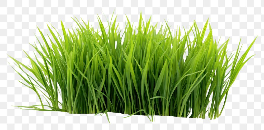 PNG Grass plant green lawn. 