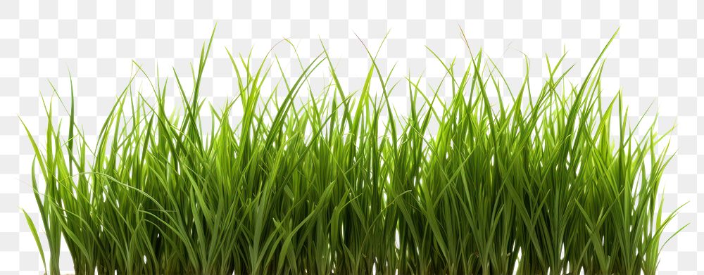 PNG Grass plant lawn white background
