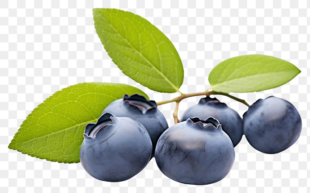 PNG Blueberry fruit plant food. 