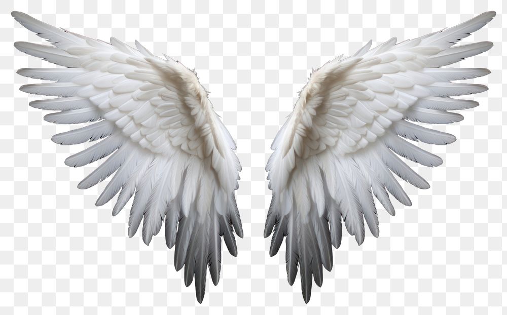 PNG Flying angel bird wing. AI generated Image by rawpixel.