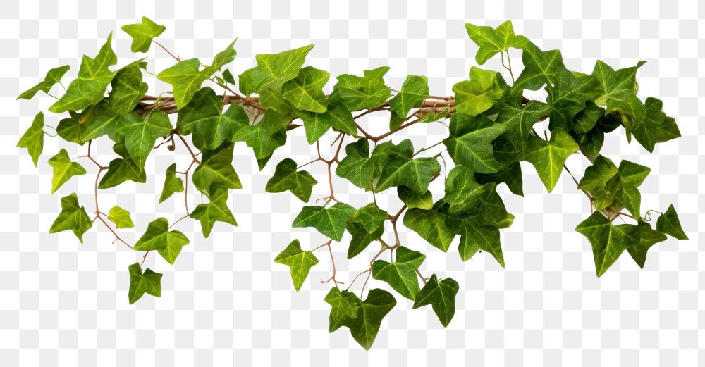 PNG Ivy plant leaf vine