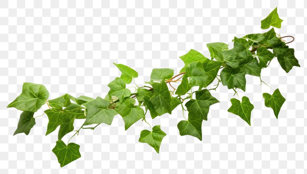 PNG Ivy plant leaf vine
