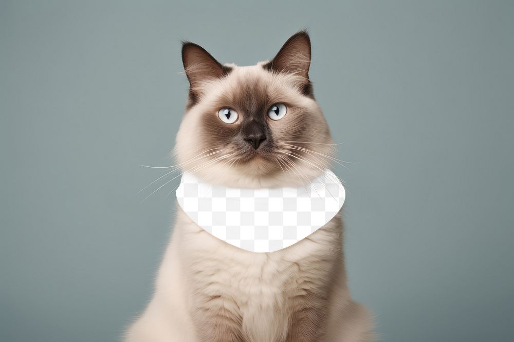 Cat scarf png transparent mockup