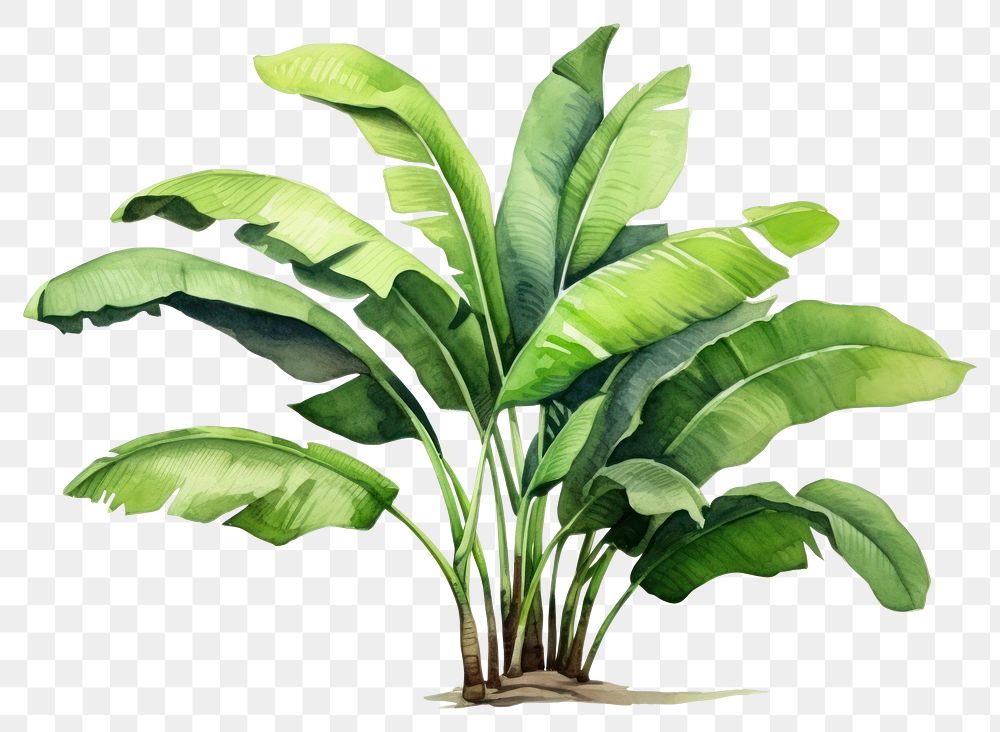 PNG Banana plant green leaf
