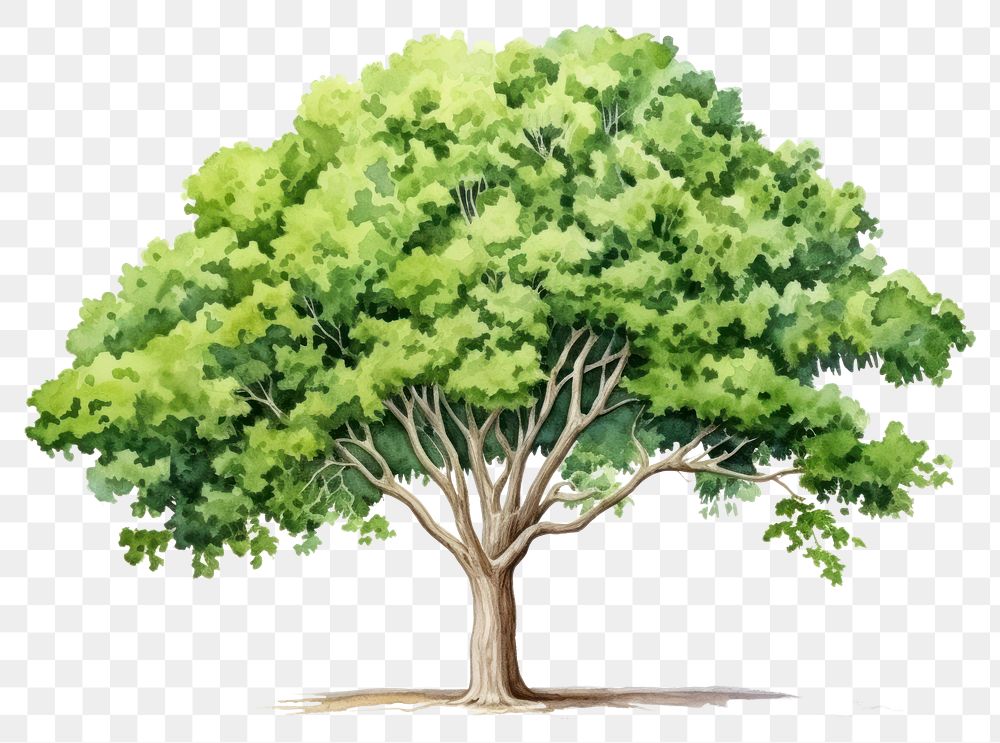 PNG Tree sycamore painting plant. AI generated Image by rawpixel.