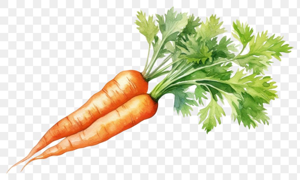 PNG Carrot vegetable produce plant. 