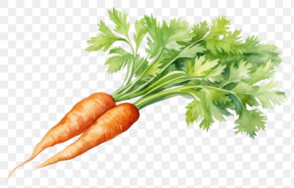 PNG Carrot vegetable produce plant. 