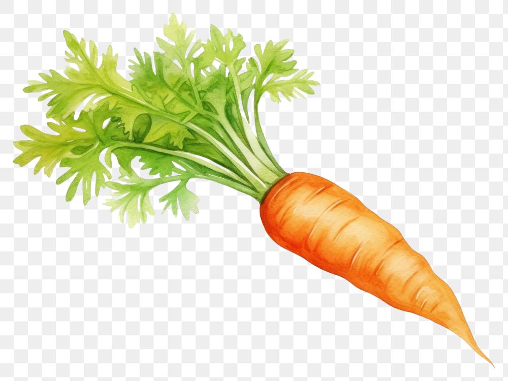 PNG Carrot vegetable produce plant. 