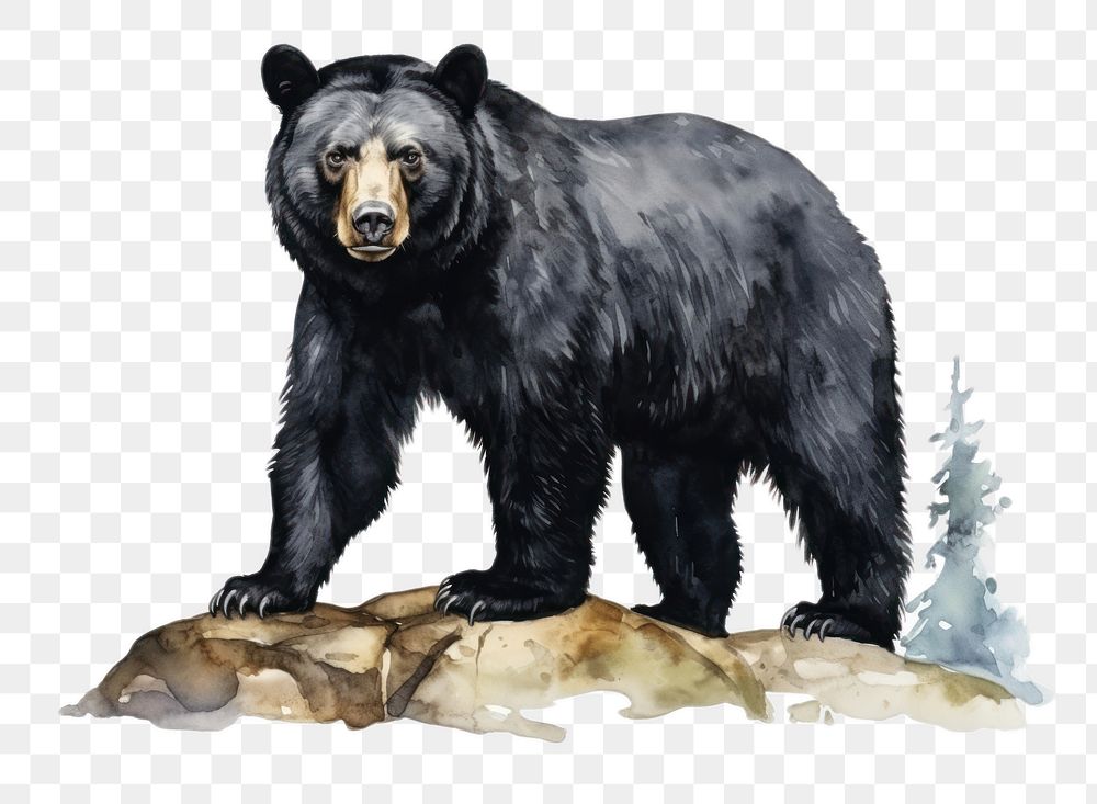 PNG Wildlife animal mammal bear. AI generated Image by rawpixel.