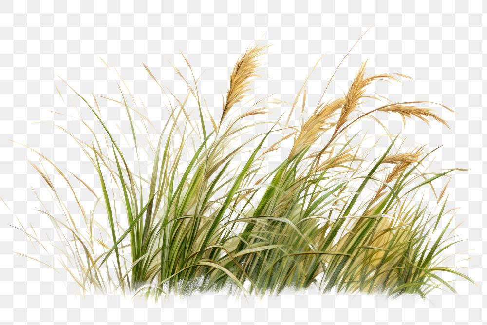 Plant grass tranquility agriculture