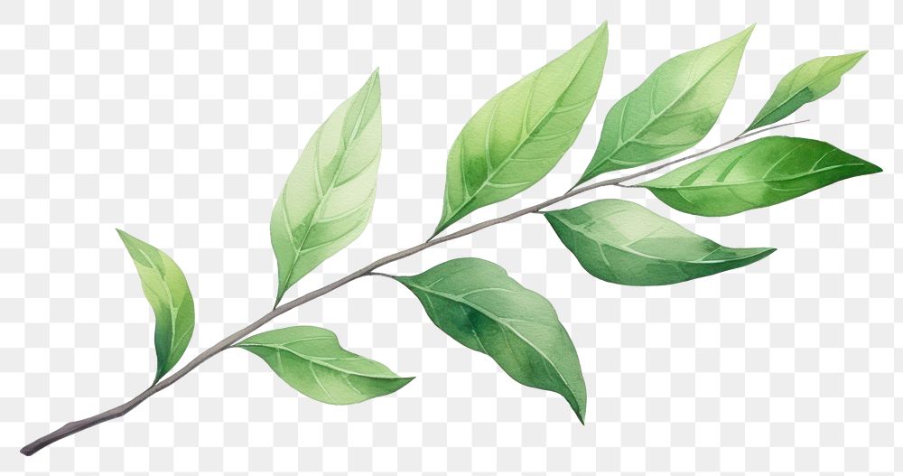 PNG Plant herbs leaf tree. AI generated Image by rawpixel.