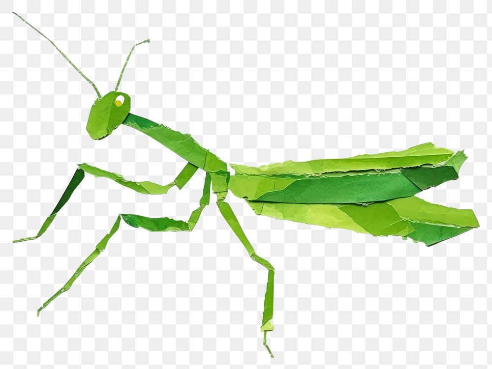 PNG Mantis grasshopper insect animal. AI generated Image by rawpixel.