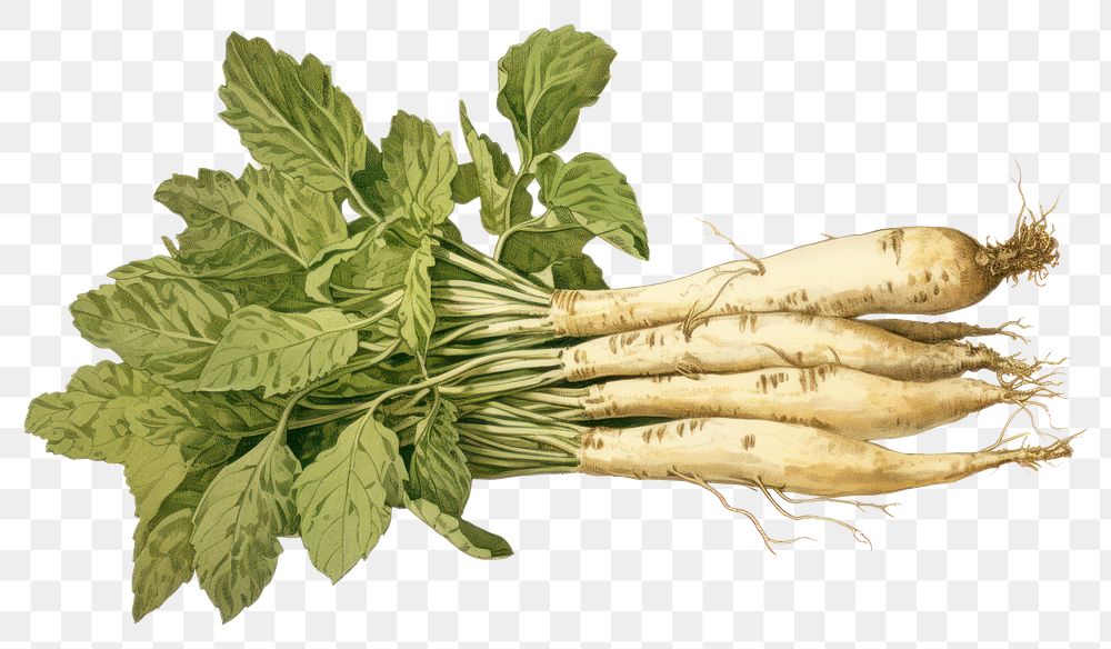 PNG Vegetable radish plant food. AI generated Image by rawpixel.