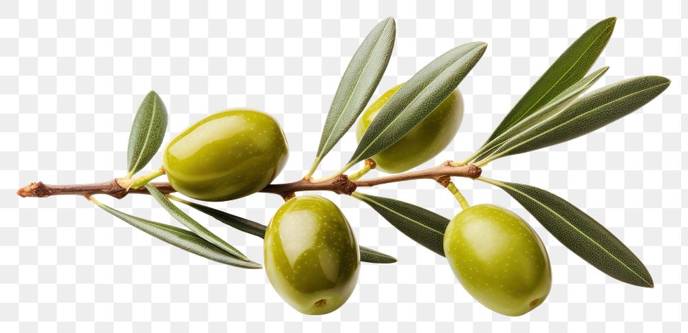 PNG Olive branch fruit plant food. 