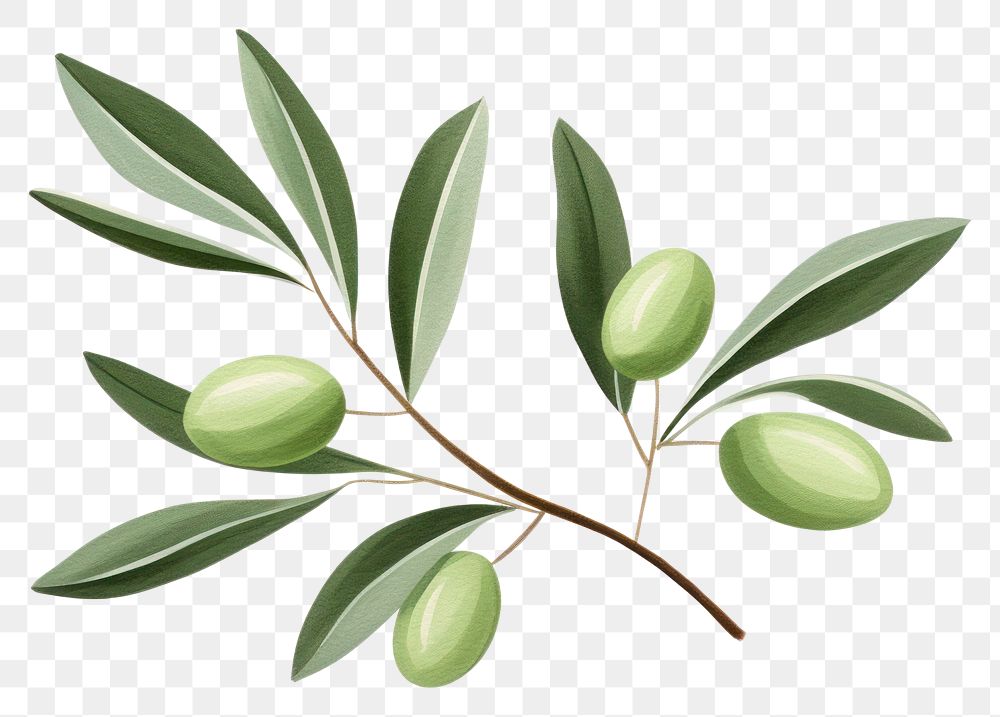 PNG Olive branch plant leaf tree. AI generated Image by rawpixel.